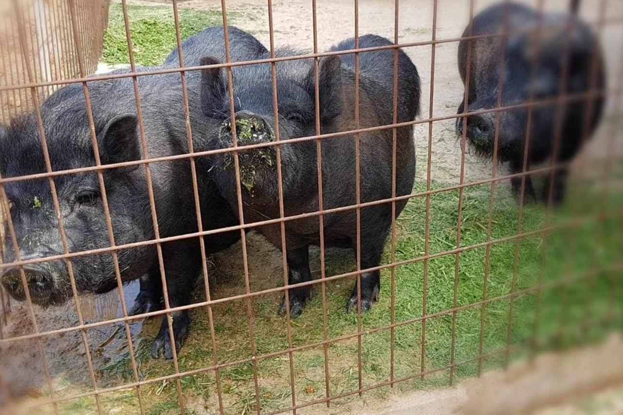 Casa Rural Finca Real De Niebla 외부 사진